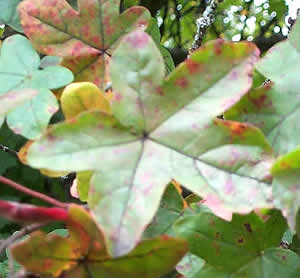 Erable ou Acer très décoratif